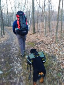 a man and a dog wearing hiking packs walk along a wooded winter trail.