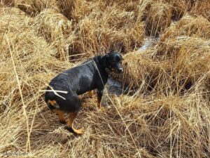 a rottweiler stands in a field of dry yellow reeds, about to drink from an icy spring.
