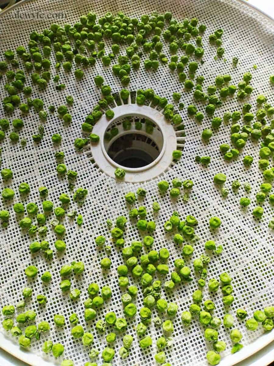 a white nesco food dehydrator tray with a layer of wrinkled green peas.
