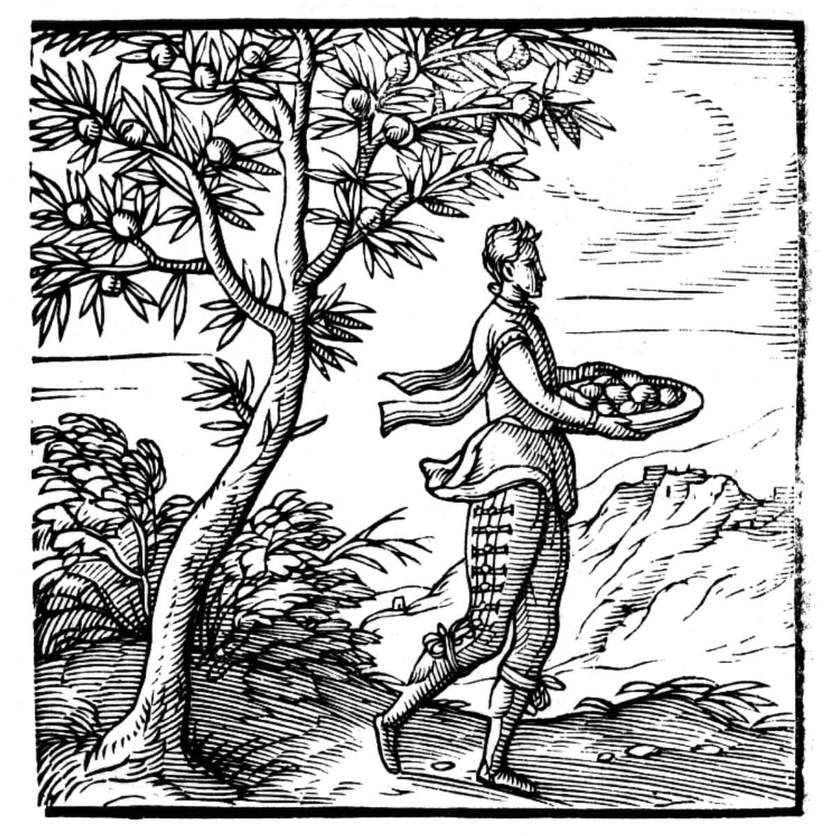 A woodcut from 1577 of a fruit tree, with branches heavy with fruit, and a man carrying a tray of it away from the tree.