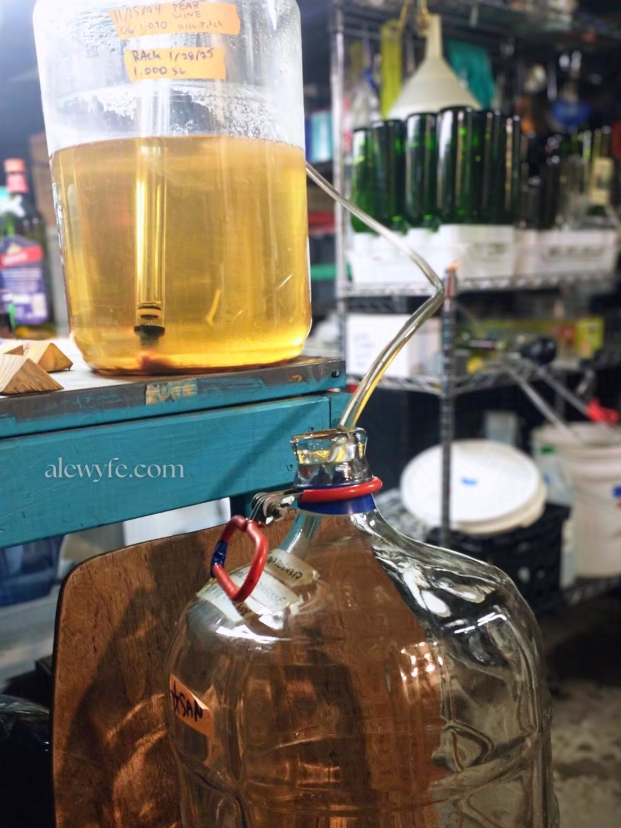 racking pear wine from secondary fermentation into a bulk aging carboy. Washed wine bottles and other brewing equipment are in the background.
