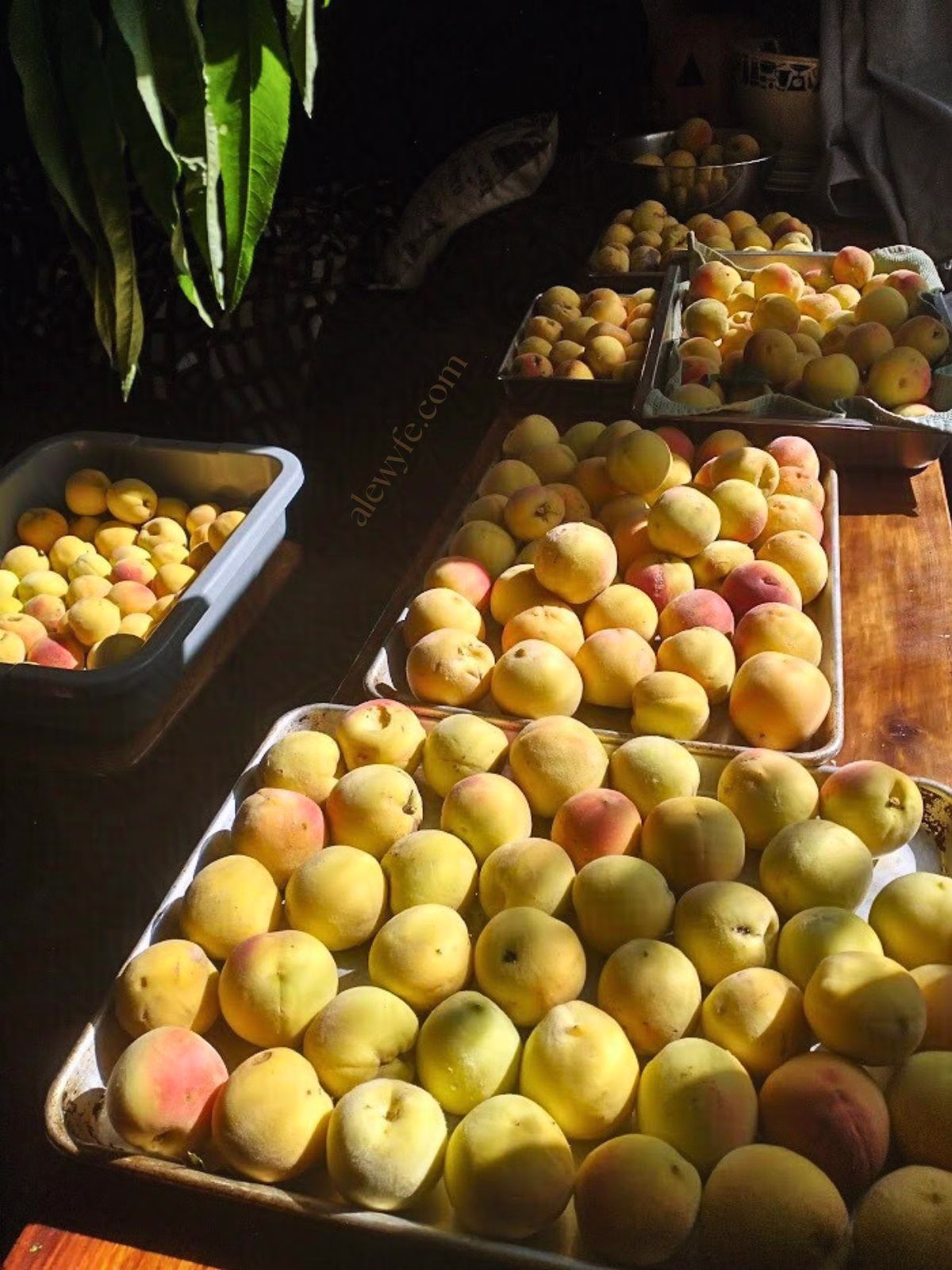 a sideboard table piled with trays of ripe peaches in a sunlit window.