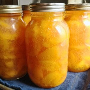 three quart canning jars full of homemade peach pie filling thickened with Clear Jel.