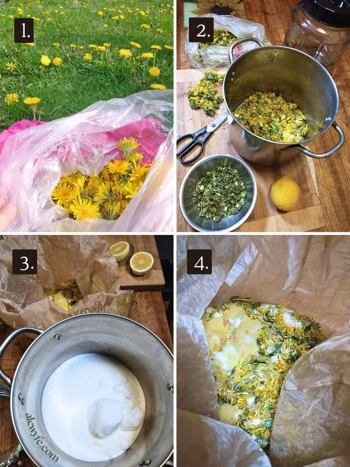 numbered four photo grid showing harvesting dandelion flowers, snipping and separating the petals, bagging them with lemon zest in a nylon brew bag and measuring out sugar into a brew pot, then adding the bag of petals to infuse in hot sugar syrup.