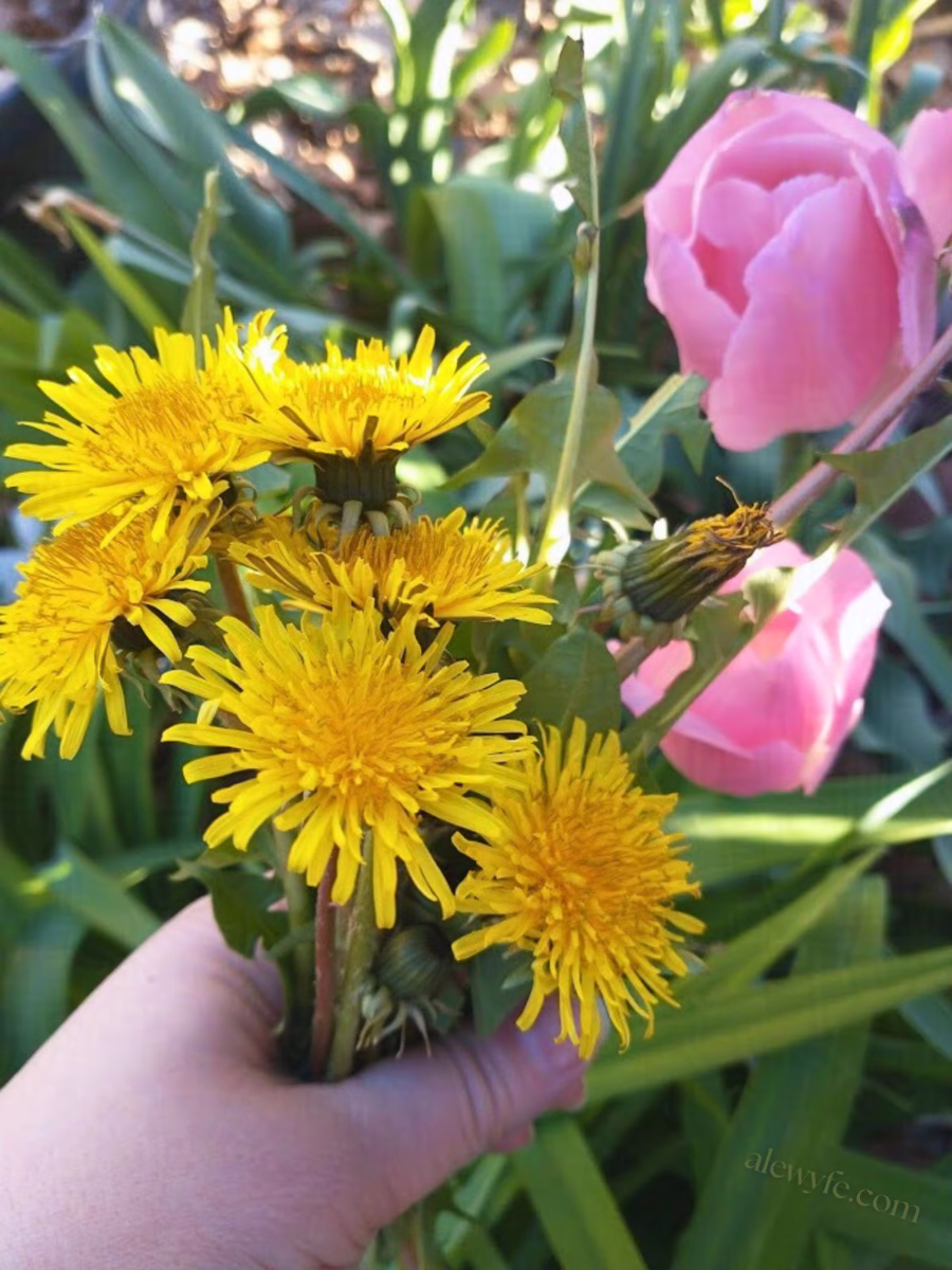 a small bouquet of bright yellow dandelions and pink tulips held above a background of spring greenery.