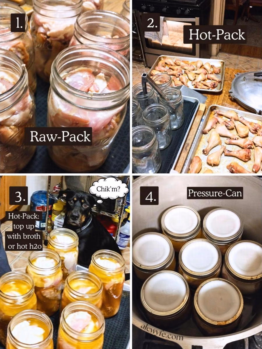 numbered four photo grid. 1: raw packed jars of chicken 2: lightly-roasted chicken on sheet trays next to quart jars about to be packed 3: Hot-packed jars of chicken topped up with hot chicken stock or water (a very interested dog looks on in the background with a thought bubble that says, "chik'm?" 4: jars of chicken loaded into a preheated pressure canner. alewyfe.com watermark.