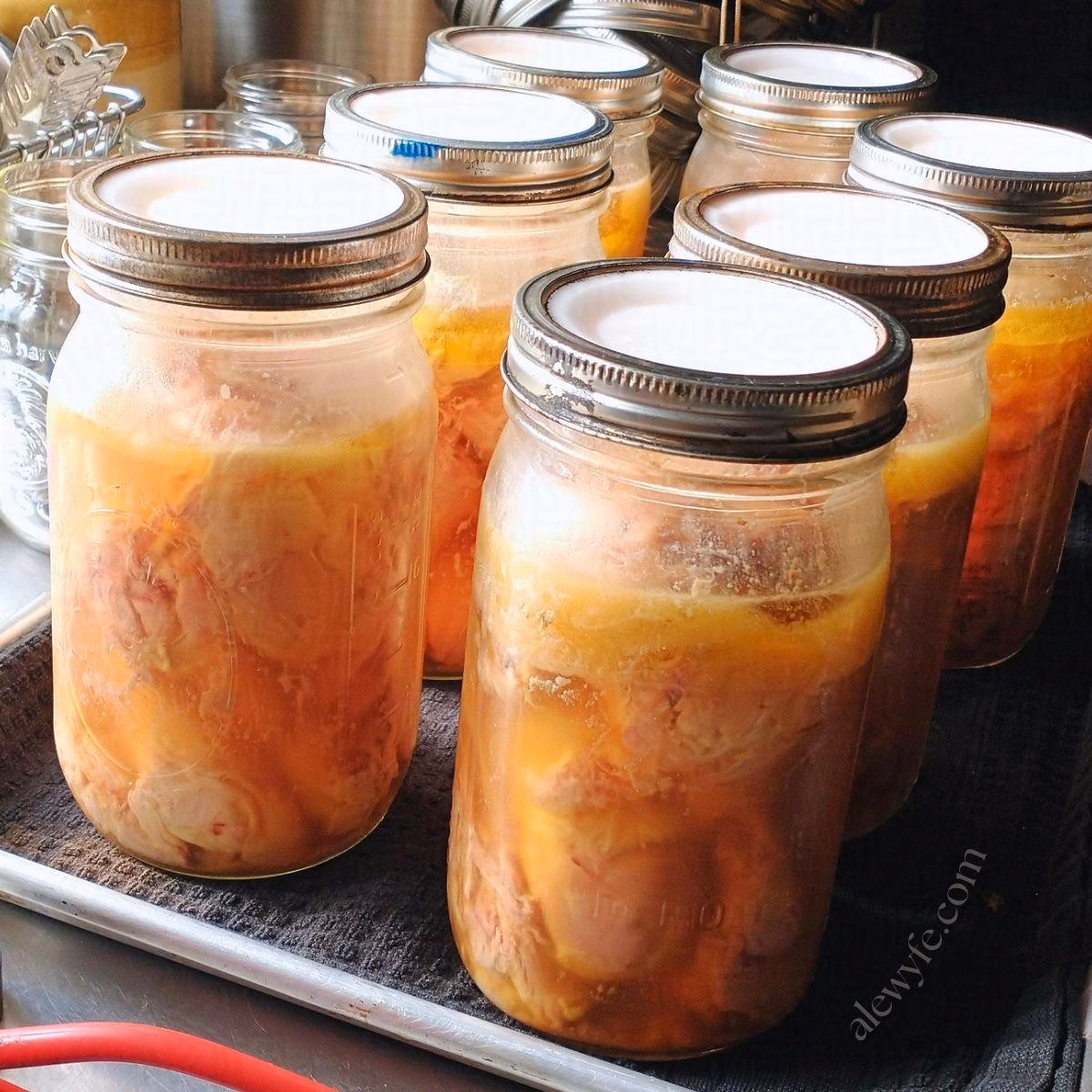 quart jars of pressure canned hot-packed chicken quarters cooling on a tray.