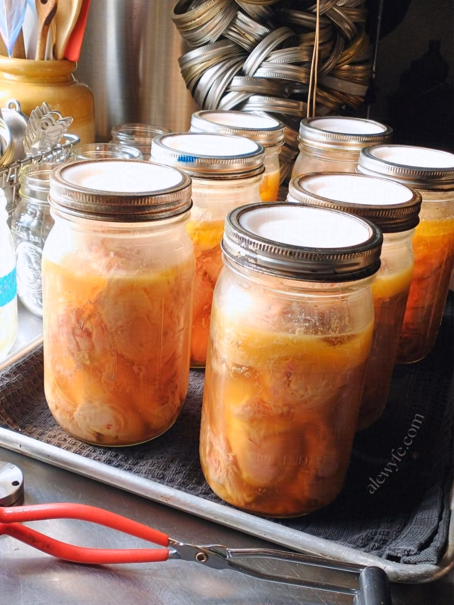 A batch of pressure-canned chicken cooling on a towel-lined tray. There are canning tools in the foreground and behind the quart jars of chicken.